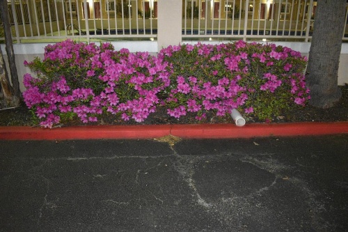 Days Inn by Wyndham Nacogdoches/SFA University/Downtown image 8