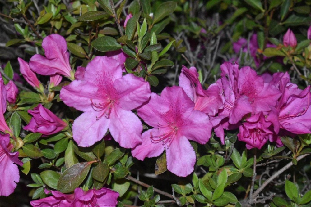 Days Inn by Wyndham Nacogdoches/SFA University/Downtown