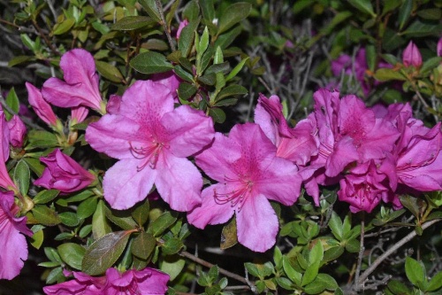 Days Inn by Wyndham Nacogdoches/SFA University/Downtown image 9